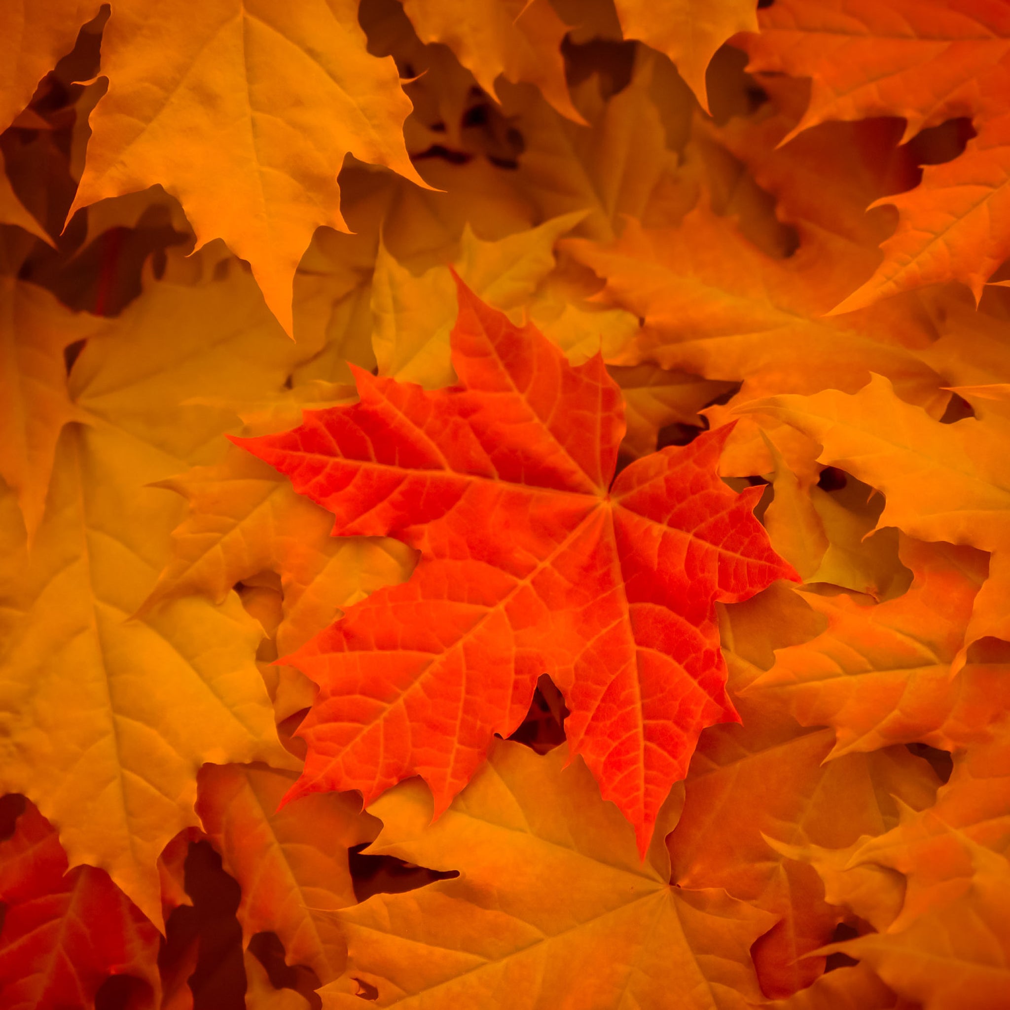 Fallen orange leaves