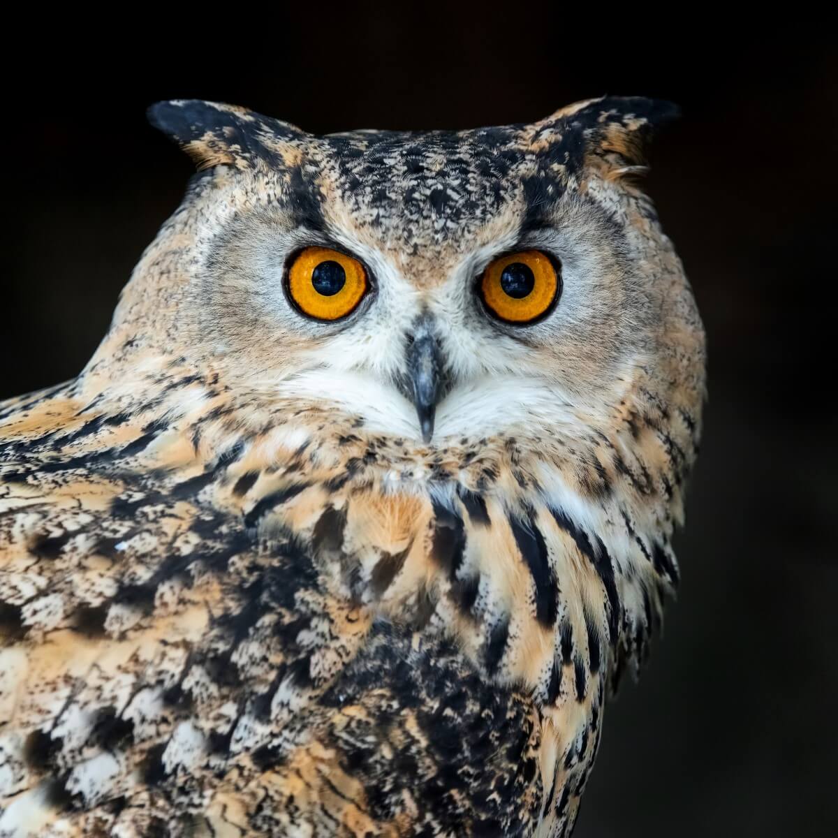 The amazing eyes of owls