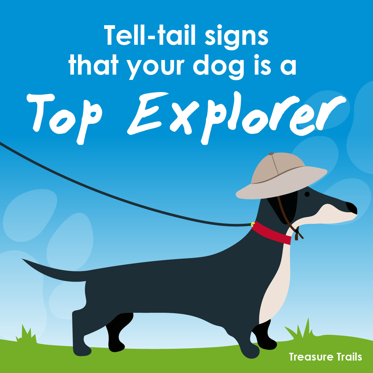 Tell-tail signs that your dog is a top explorer