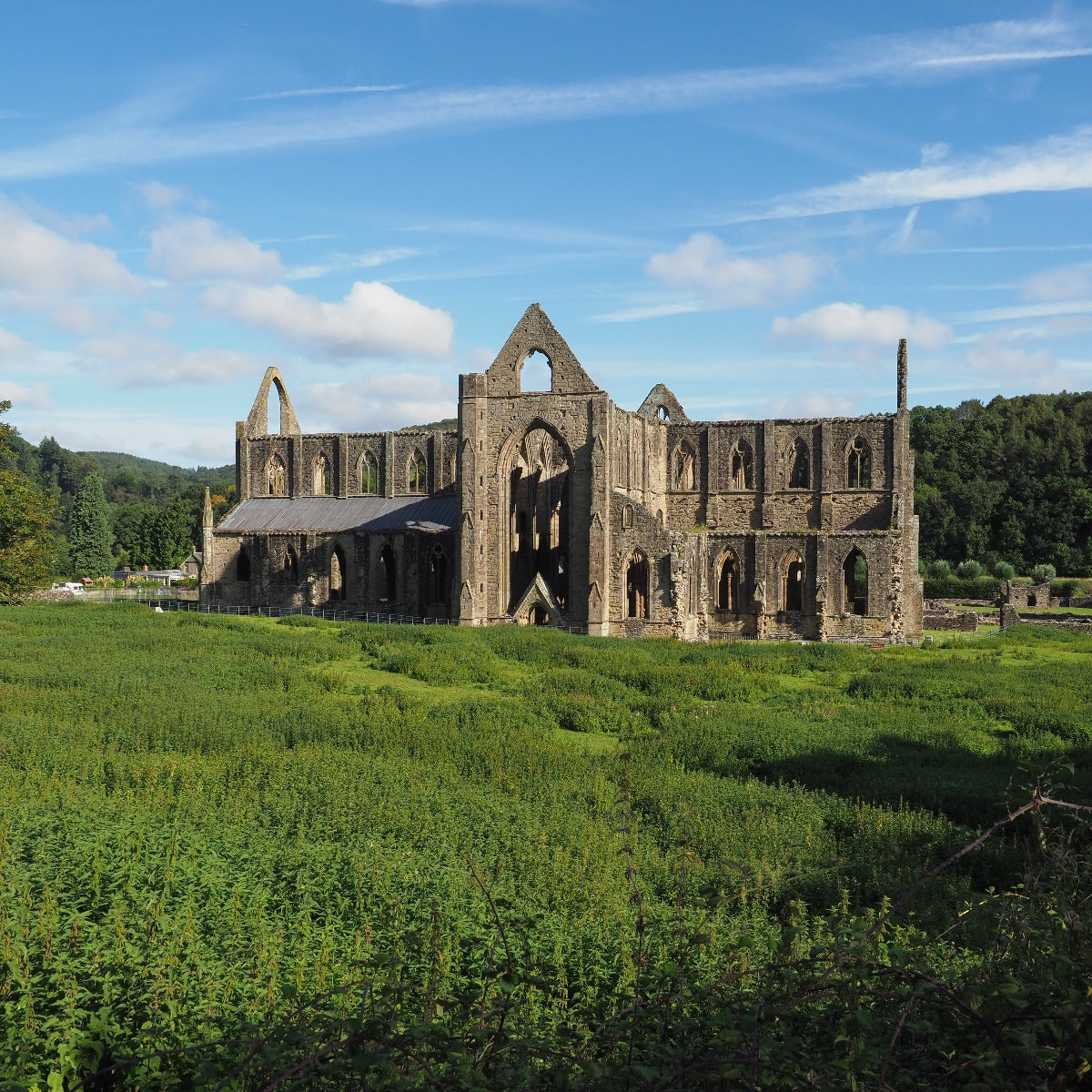 Tintern Abbey ruins surrounded by greenery