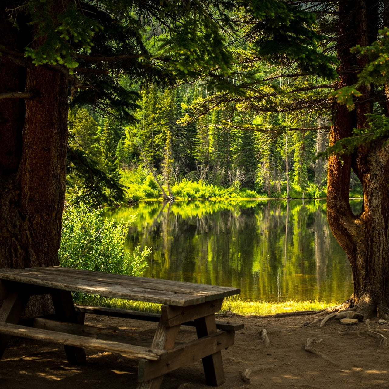 A picnic bench in the shade under a tree looking out to a calm woodland lake
