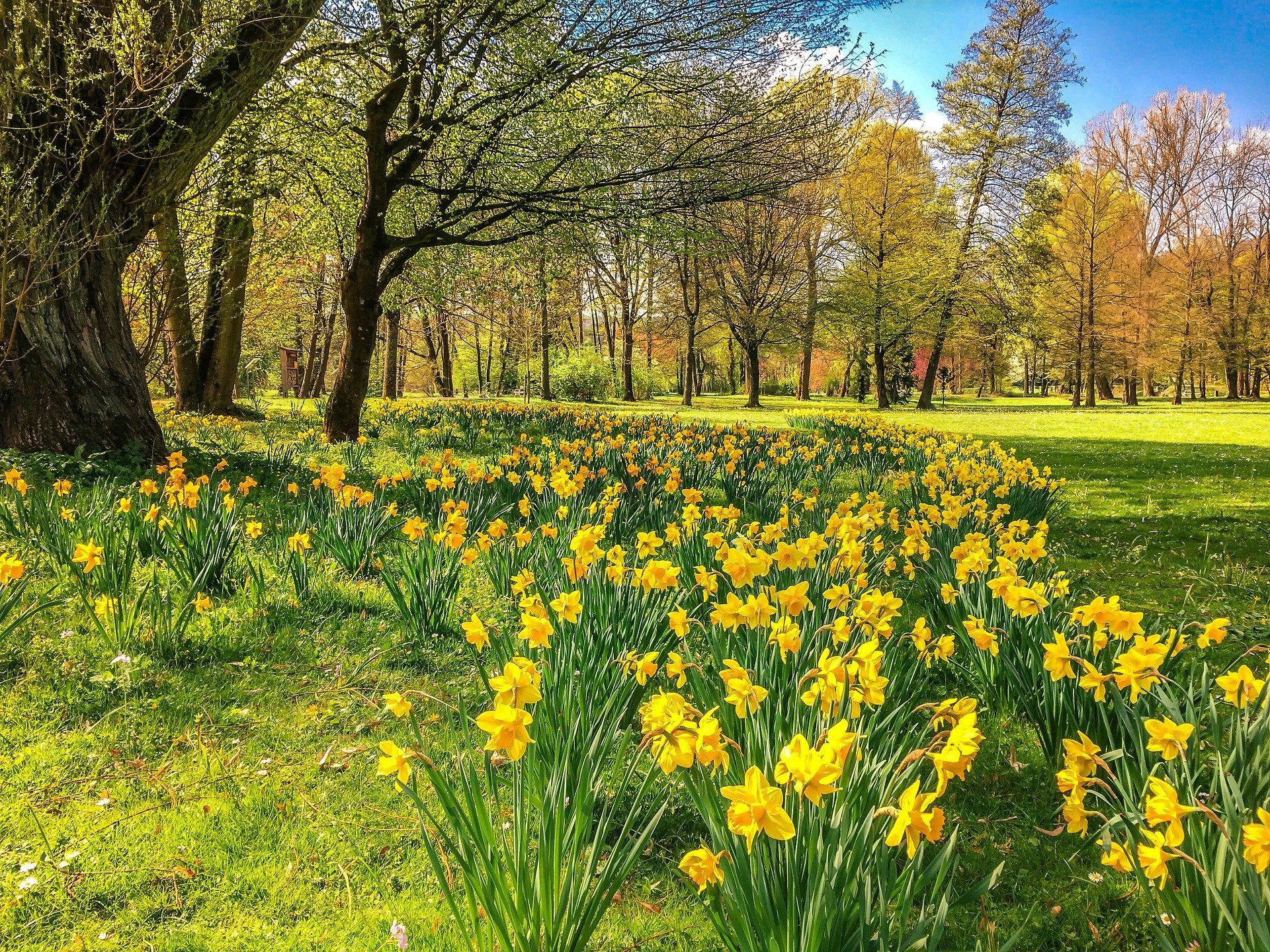 Inspirational People – For Inspirational Times: William Wordsworth - Daffodils everywhere!