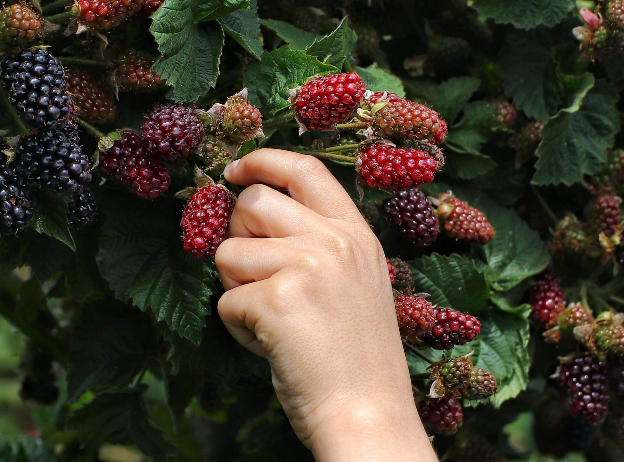 Blackberry Picking - foraging for kids