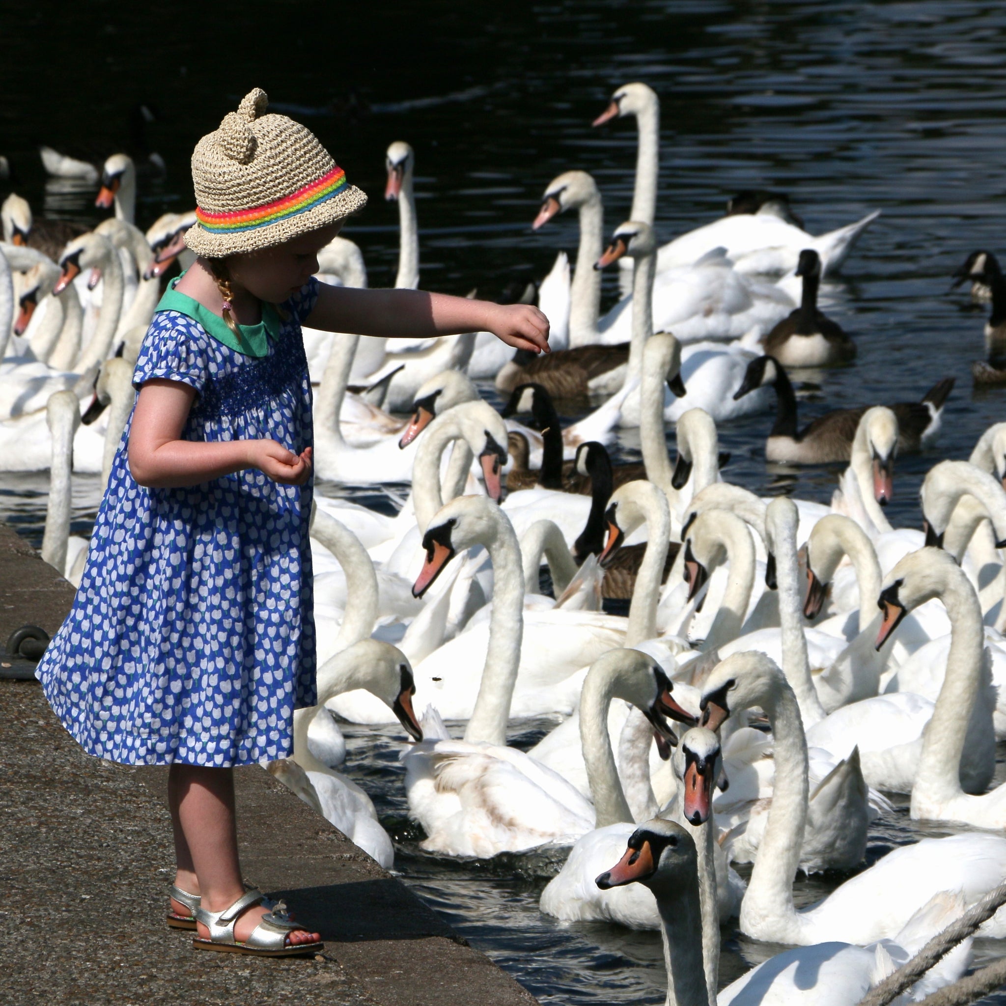 A young girl feeding a large flock of swans