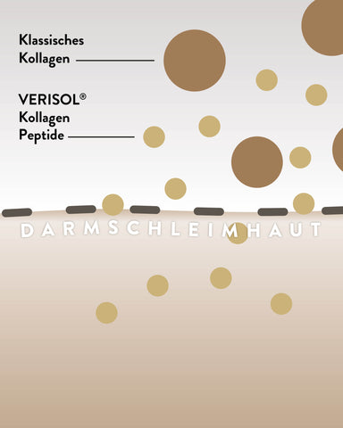 Grafik Aufnahme von VERISOL über die Darmschleimhaut im Vergleich zu herkömmlichen Kollagen