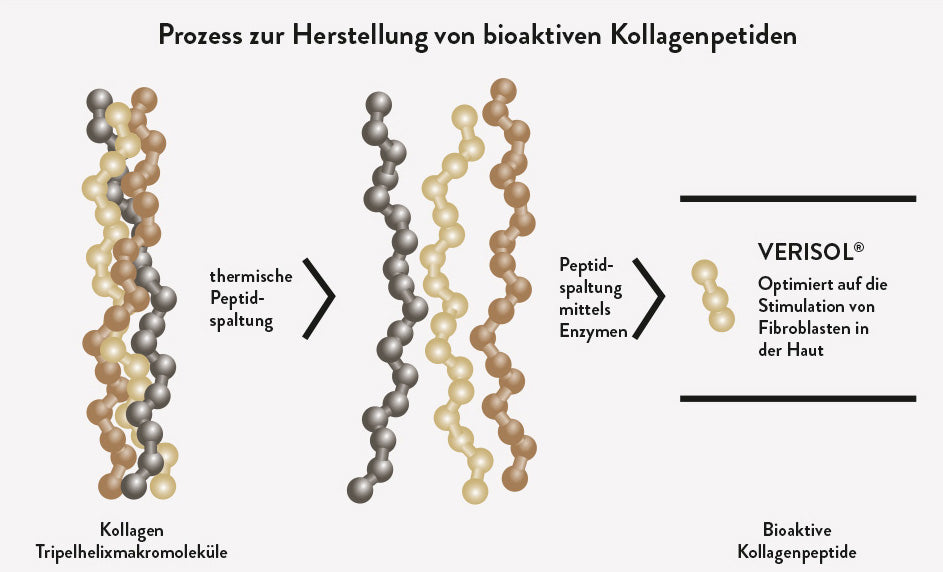 Prozess zur Herstellung von bioaktiven Kollagenpeptiden mittels Enzymen