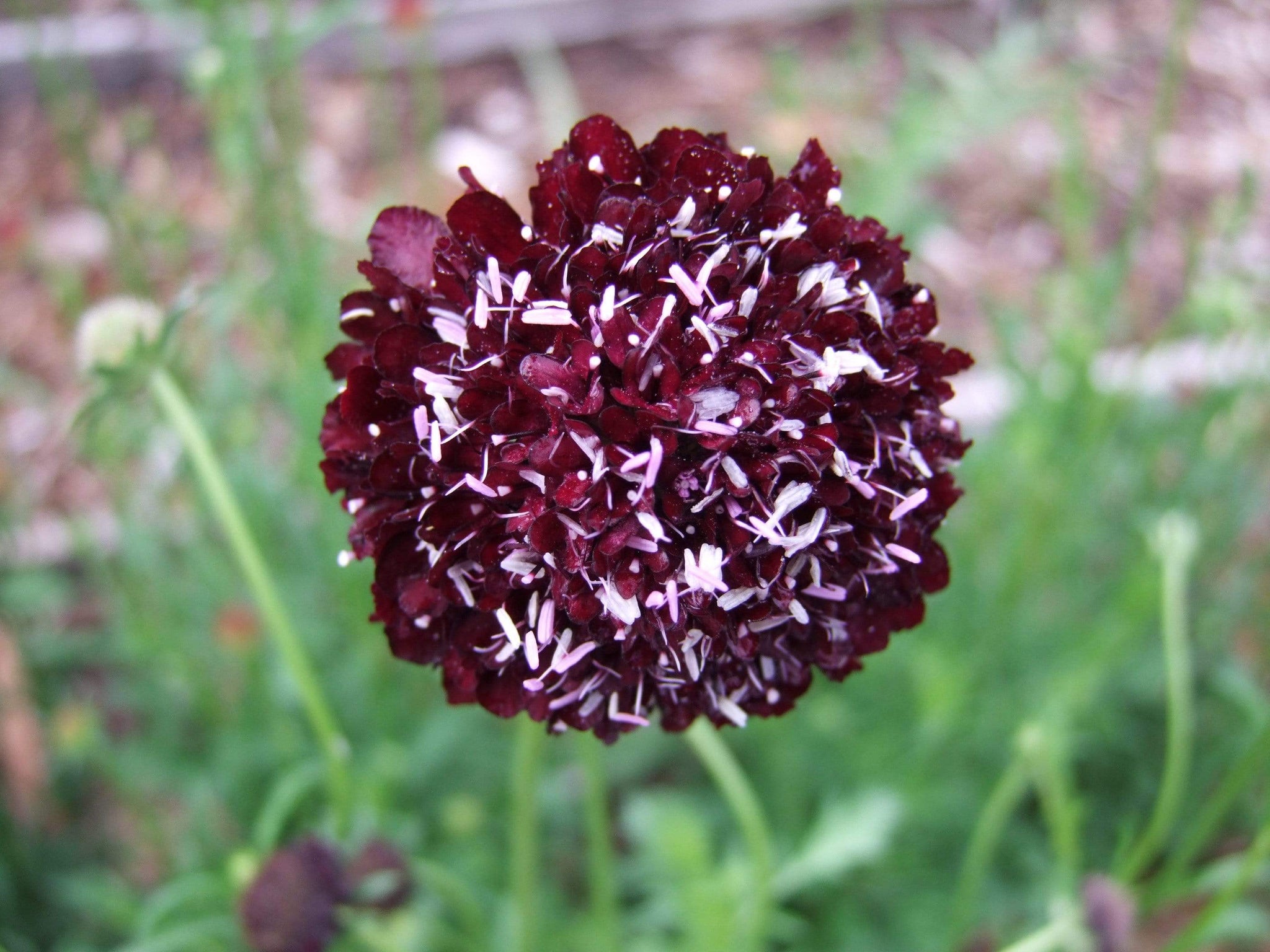 scabiosa black pompom for sale