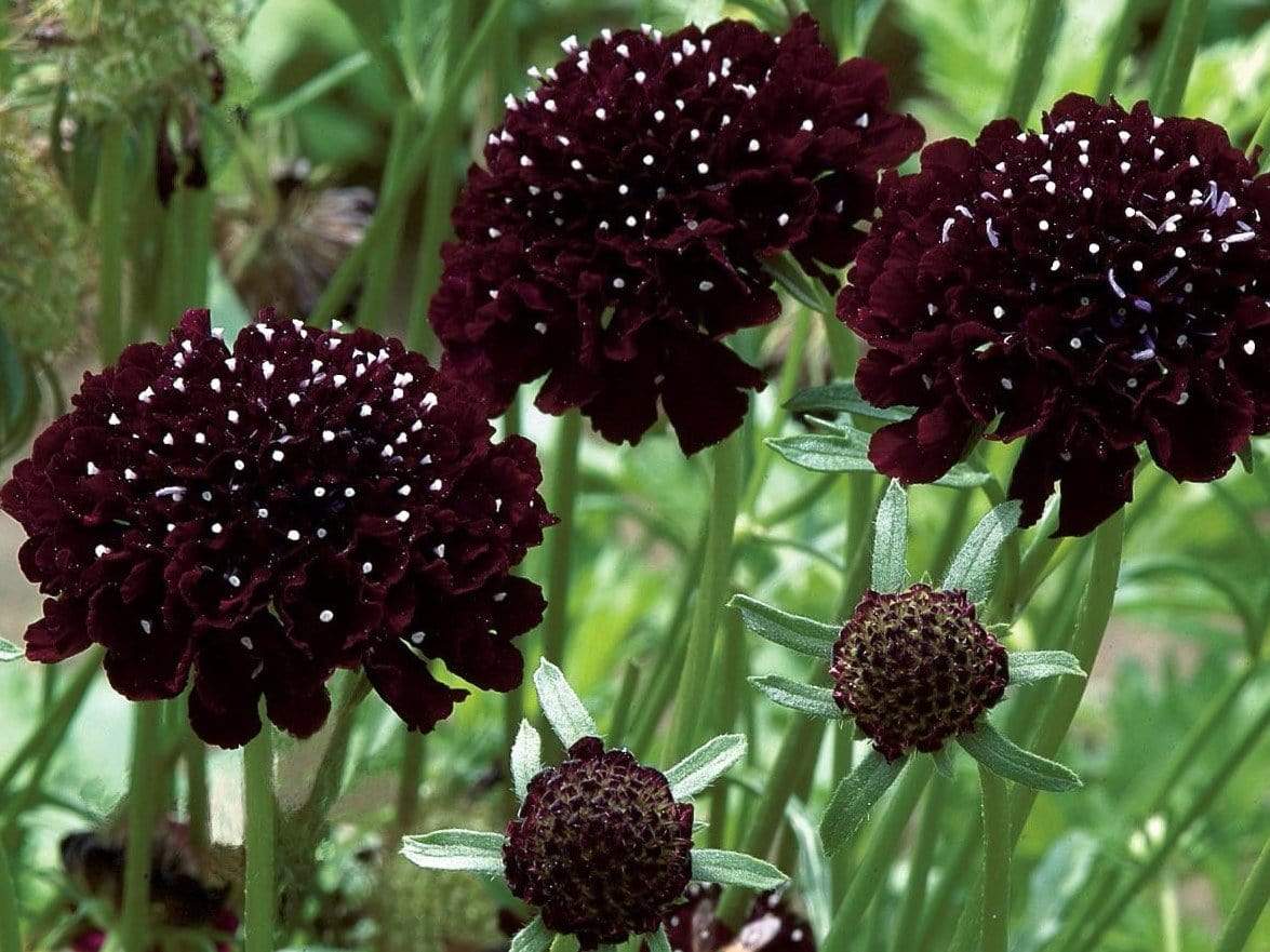 scabiosa black pompom for sale