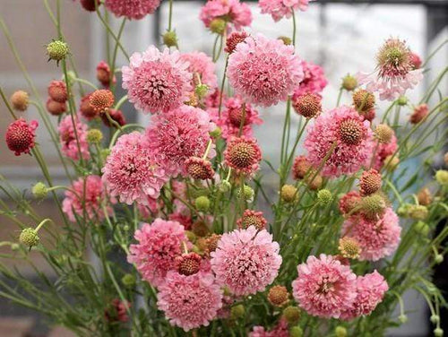 scabiosa black pompom for sale