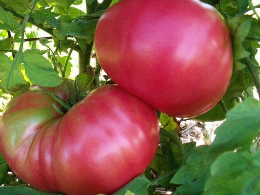 Tomato, Brandywine Pink – LifeForce Seeds