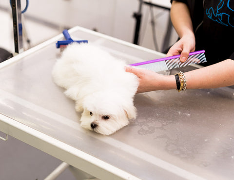 whats included in dog grooming