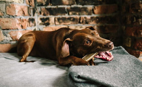 are deer antlers for dogs treated