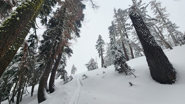 Skinning through the woods near Castle Peak in the Tahoe Backcountry.  Photo: Zeb Blais.