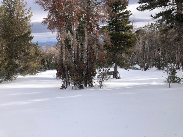 generally good coverage in the Mt Rose Lake Tahoe backcountry