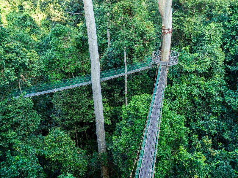 3d2n Borneo Rainforest Lodge Danum Valley Beauty Experience Danum Valley Rainforest Lodge 6281