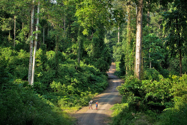 3d2n Borneo Rainforest Lodge Danum Valley Beauty Experience Danum Valley Rainforest Lodge 9304