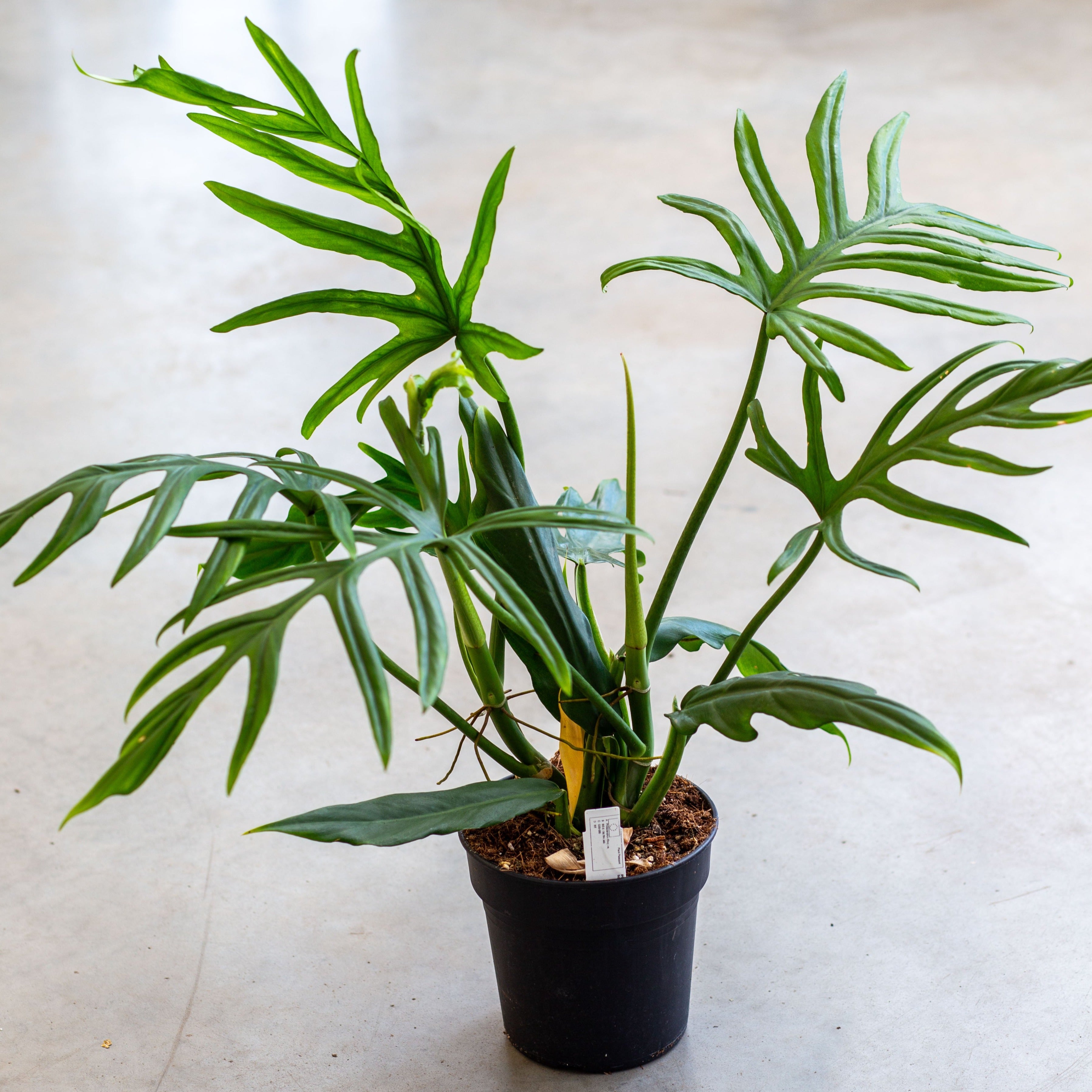 Monstera Variegata - Shop Ta Plante 🌱