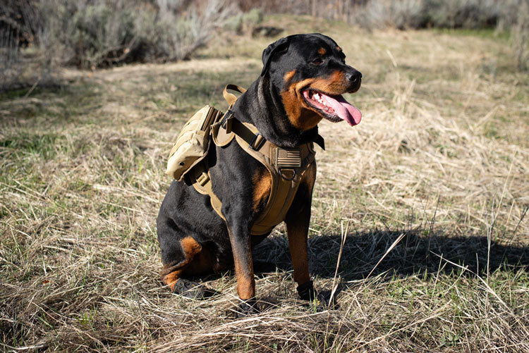 3v gear bug out bag for your dog