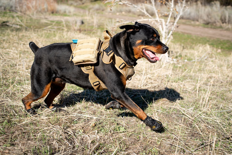 3v gear bug out bag for your dog