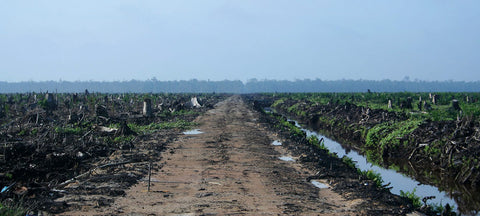 Rainforest destruction.  Whispering Willow is a palm free company.