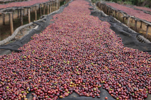 drying beds