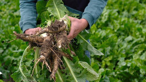 chicory roots held by farmer