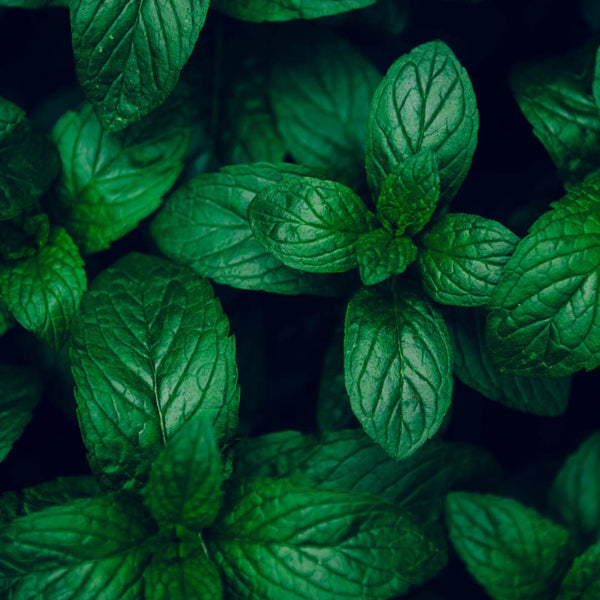 Mint Leaves Boost Your Daily Wellness with This Ingredient