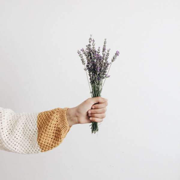 hand holding bouquet of dried lavender against white wall