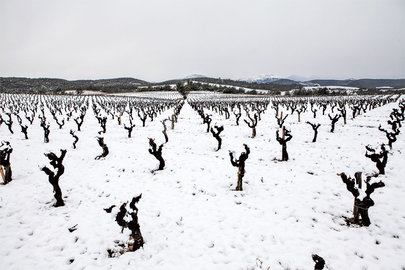 Estanilles vine grenache snow winter lentheric faugeres languedoc