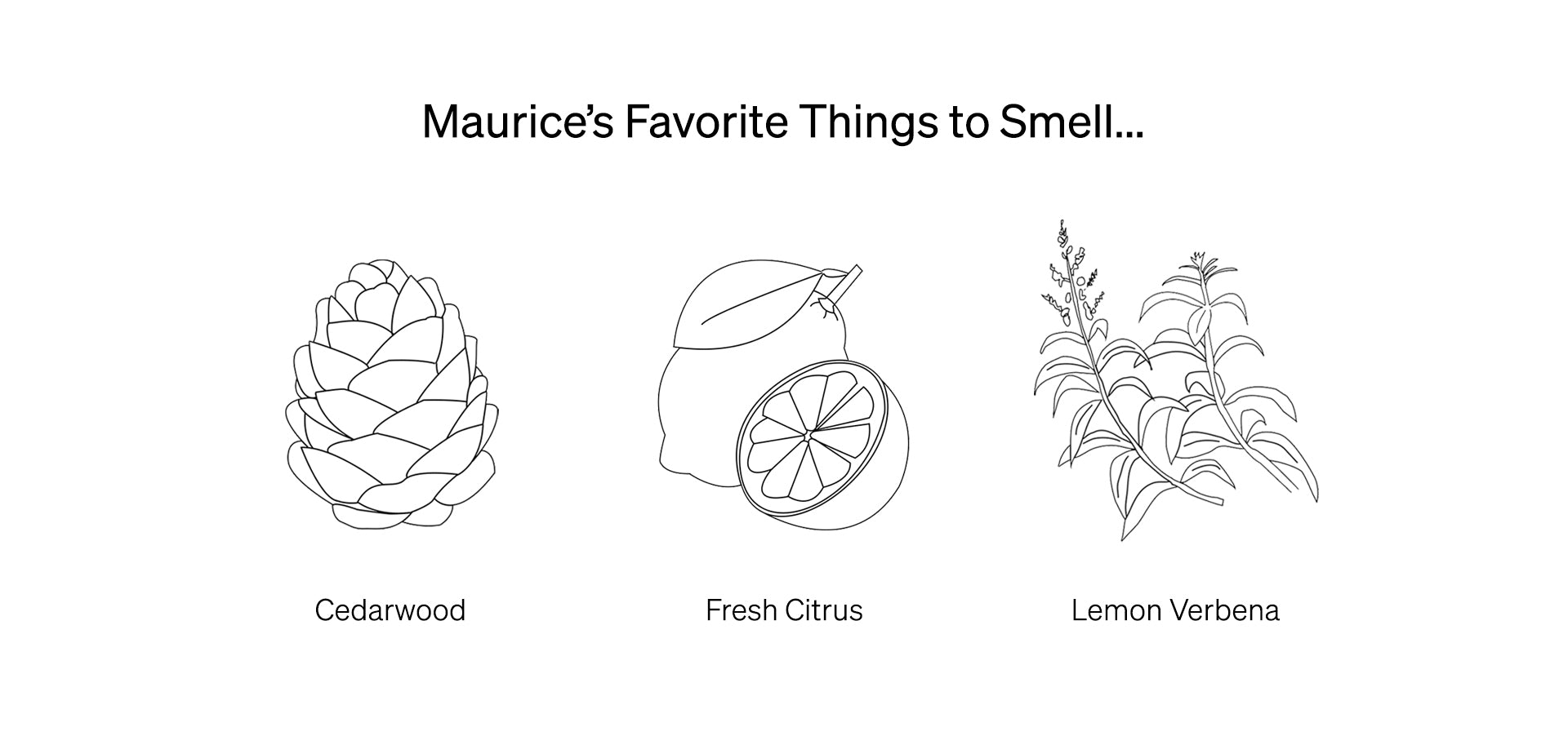 An illustrated line drawing of Maurice Harris's favorite things to smell include cedarwood with a drawing of a pinecone, fresh citrus with a drawing of a whole and half of a lemon, and lemon verbena with sprigs of the plant.