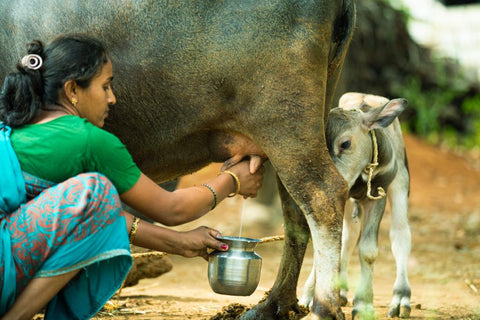 Department of Animal Husbandry and Dairying