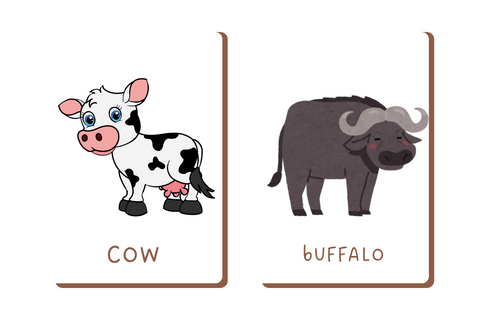 Cow & Buffalo