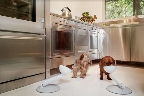 Dogs eating out of raised bowl