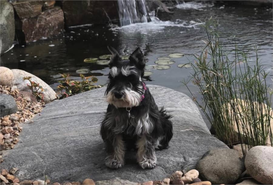 Missy the Miniature Schnauzer