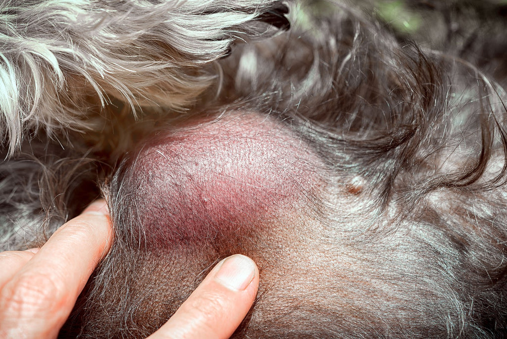 11 Types of Lumps, Bumps & Lesions Under Your Dog's Skin