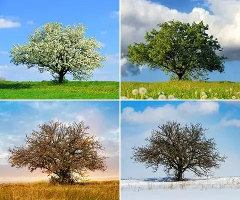 Дърво алое през четирите сезона