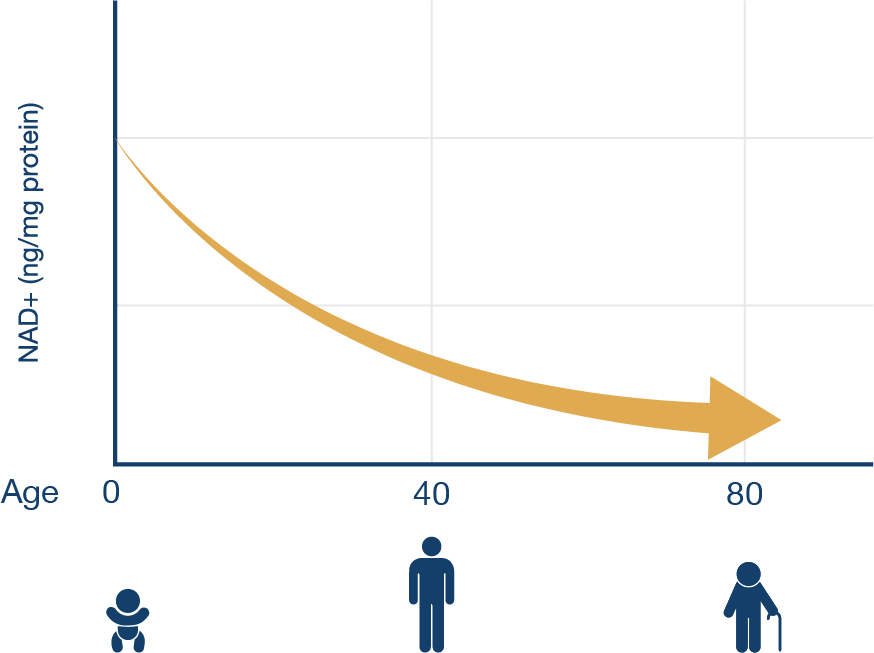 NAD+ levels decline