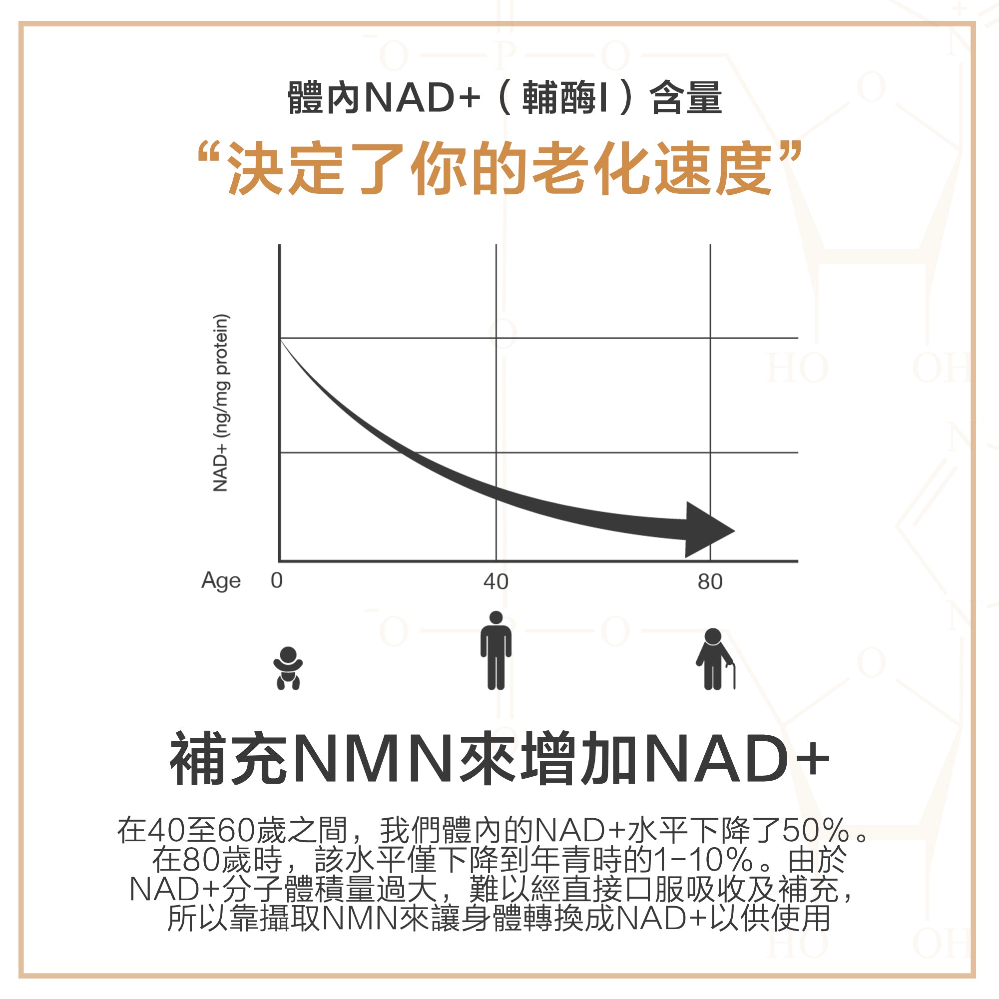 體內NAD+（輔酶I）含量決定了你的老化速度，補充NMN來增加NAD+，在40至60歲之間，我們體內的NAD+水平下降了50％。 在80歲時，該水平僅下降到年青時的1-10％。由於NAD+分子體積量過大，難以經直接口服吸收及補充，所以靠攝取NMN來讓身體轉換成NAD+以供使用