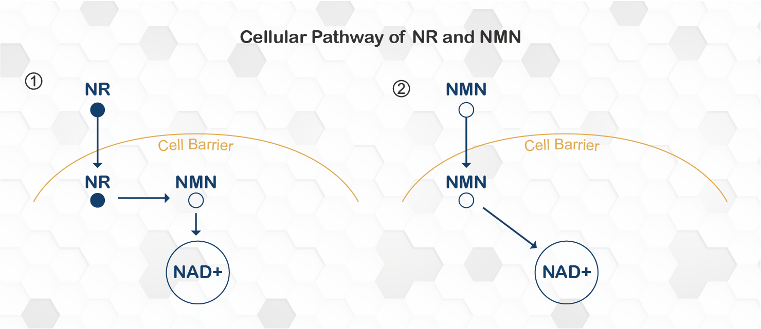 cellular pathway of nmn and nr