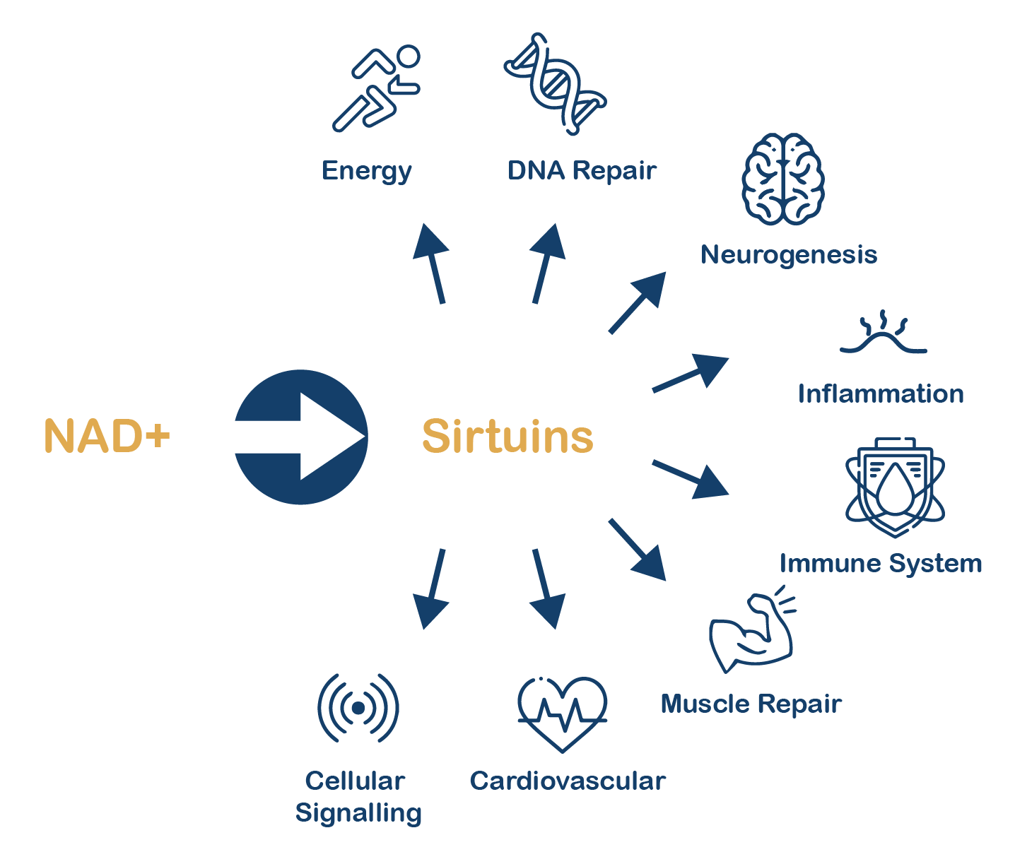 Functions of NAD