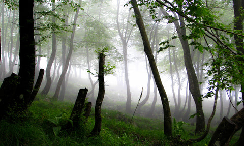 Lisa Tibaldi Terra Mia blog news notizie Respira nei boschi, respira il bosco foto Antonio di Paola 