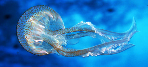 Pelagia Noctiluca medusa del golfo di Gaeta ispirazione dei foulard Lisa Tibaldi Terra Mia serie Vita marina nel golfo di Gaeta nella foto di Adriano Madonna