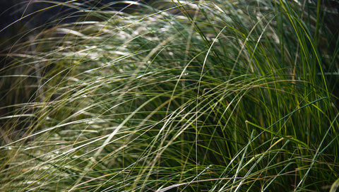 Stramma dialettal term for spontaneous grass of terra Aurunca - dialect term to indicate a local plant used in the past for basketry
