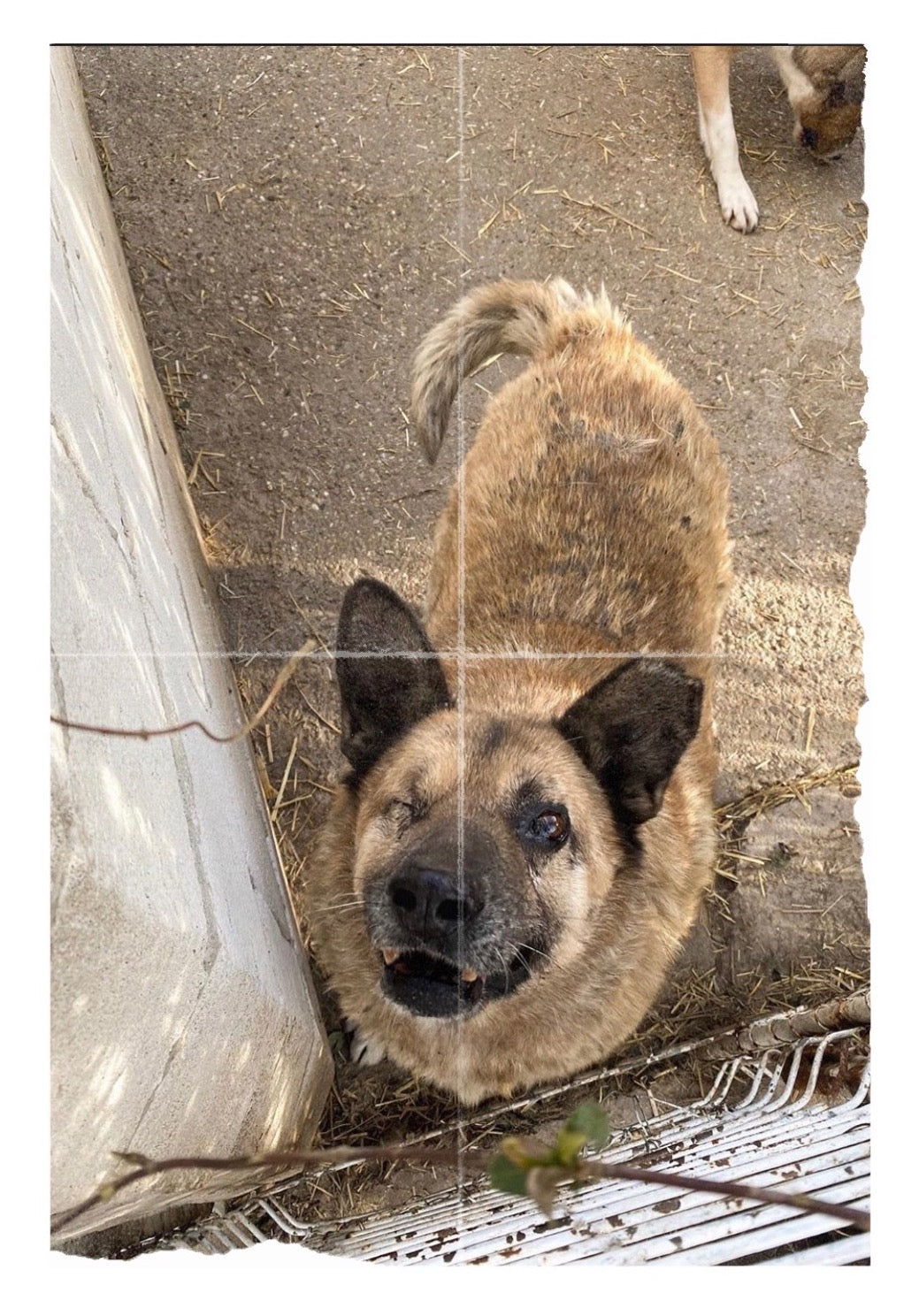 Hunde retten
