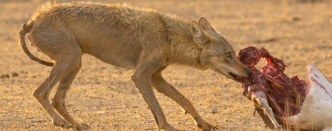 L’alimentation du loup indien