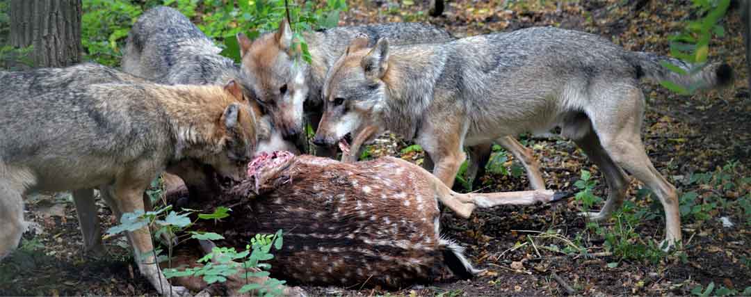 alimentation du loup rouge