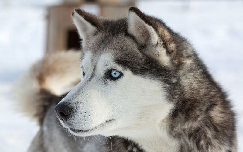 le chien husky