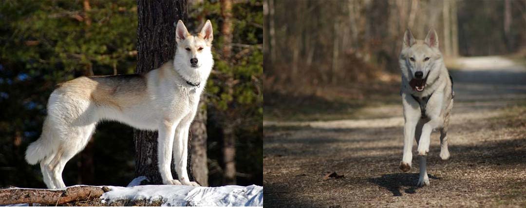 chien loup américain 