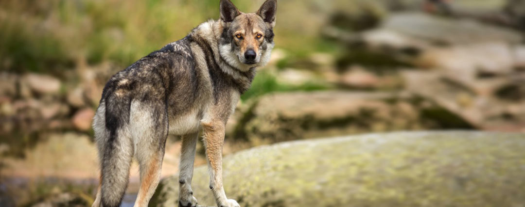 chien-loup de Saarloos 