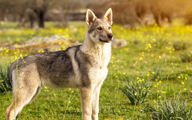 chien loup de Tchécoslovaquie